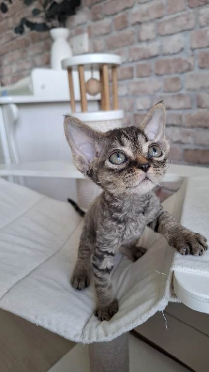 Curly Black Tabby Female photo 1