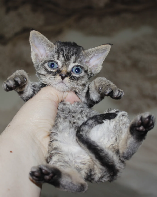 Curly Black Tabby Female photo 5