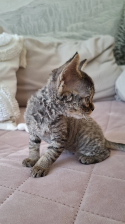 Curly Black Tabby Female photo 8