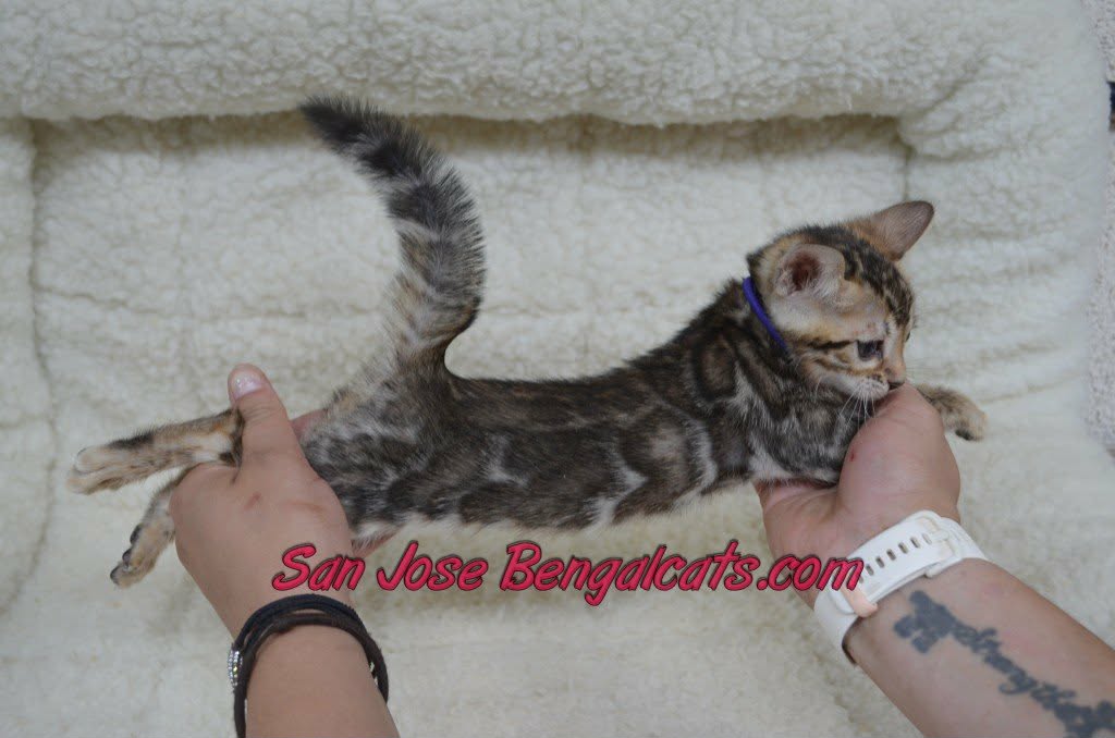 Kahlua Dexter Litter photo 2