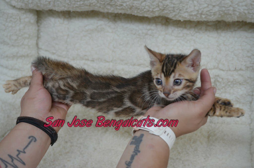 Kahlua Dexter Litter photo 3