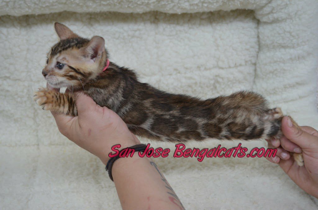 Kahlua Dexter Litter photo 4
