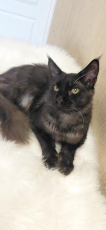 Purebred XXL Maine Coon Kitten WCF Certified photo 13