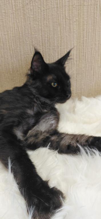 Purebred XXL Maine Coon Kitten WCF Certified photo 10
