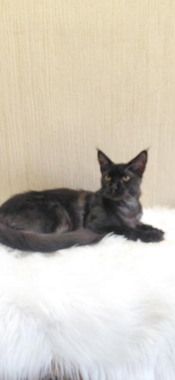Purebred XXL Maine Coon Kitten WCF Certified photo 11