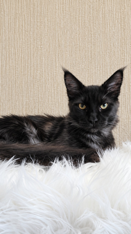 Purebred XXL Maine Coon Kitten WCF Certified photo 9