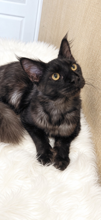 Purebred XXL Maine Coon Kitten WCF Certified photo 2