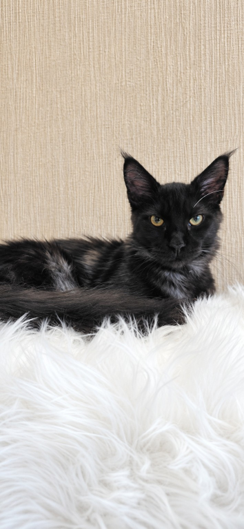 Purebred XXL Maine Coon Kitten WCF Certified photo 15