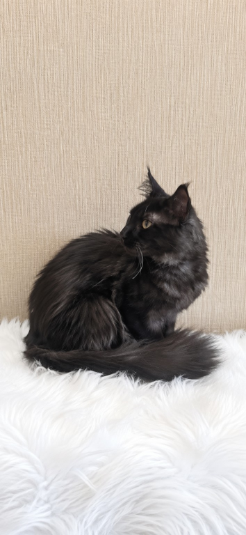 Purebred XXL Maine Coon Kitten WCF Certified photo 4