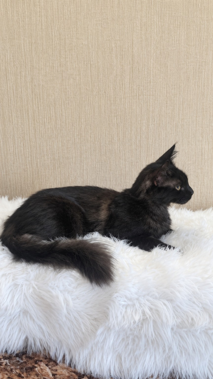 Purebred XXL Maine Coon Kitten WCF Certified photo 3