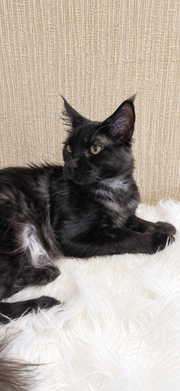 Purebred XXL Maine Coon Kitten WCF Certified photo 20
