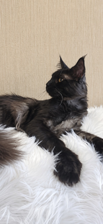 Purebred XXL Maine Coon Kitten WCF Certified photo 16