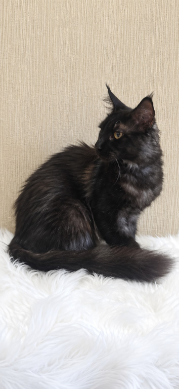 Purebred XXL Maine Coon Kitten WCF Certified photo 18