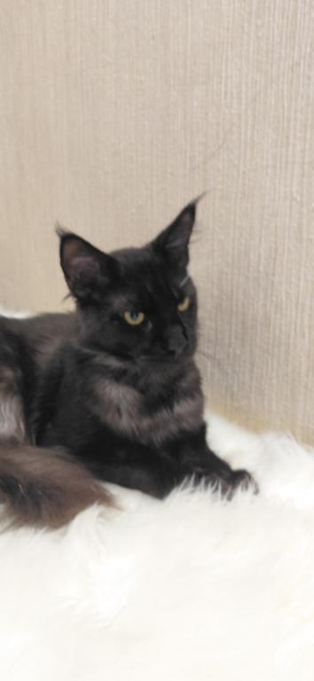 Purebred XXL Maine Coon Kitten WCF Certified photo 6