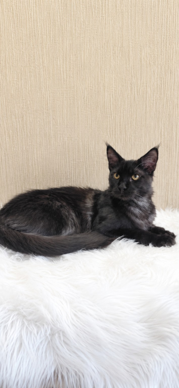 Purebred XXL Maine Coon Kitten WCF Certified photo 7