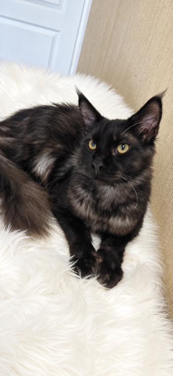 Purebred XXL Maine Coon Kitten WCF Certified photo 21