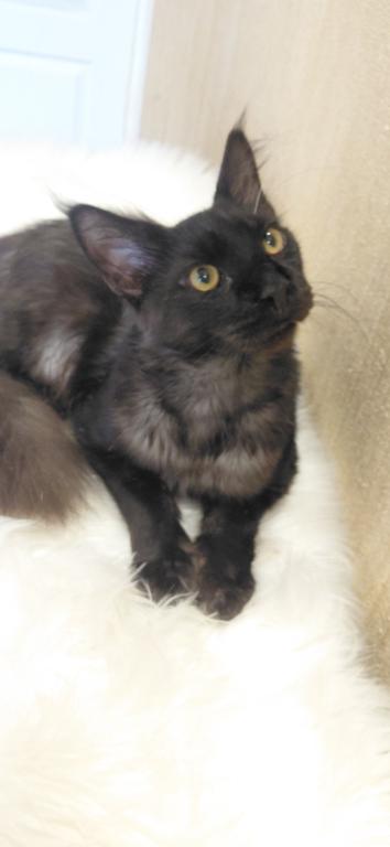 Purebred XXL Maine Coon Kitten WCF Certified photo 8