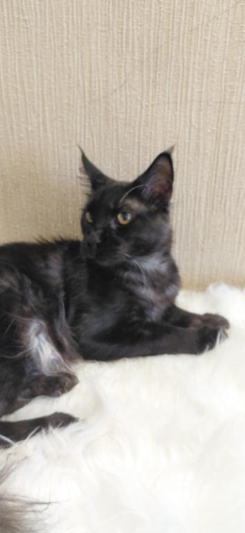 Purebred XXL Maine Coon Kitten WCF Certified photo 12