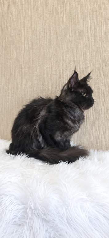 Purebred XXL Maine Coon Kitten WCF Certified photo 1