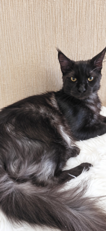 Purebred XXL Maine Coon Kitten WCF Certified photo 5