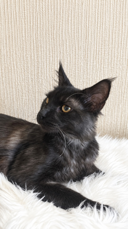 Purebred XXL Maine Coon Kitten WCF Certified photo 19