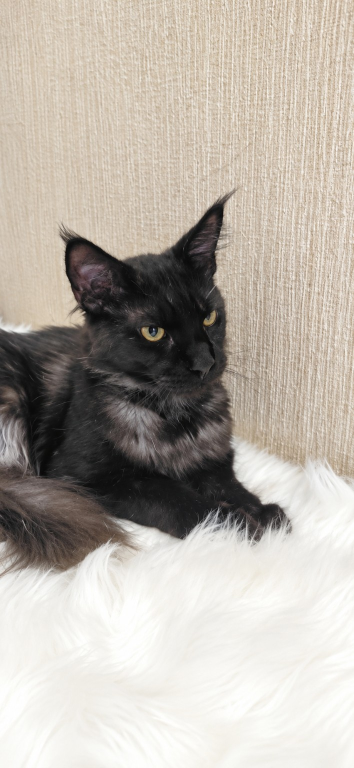 Purebred XXL Maine Coon Kitten WCF Certified photo 17