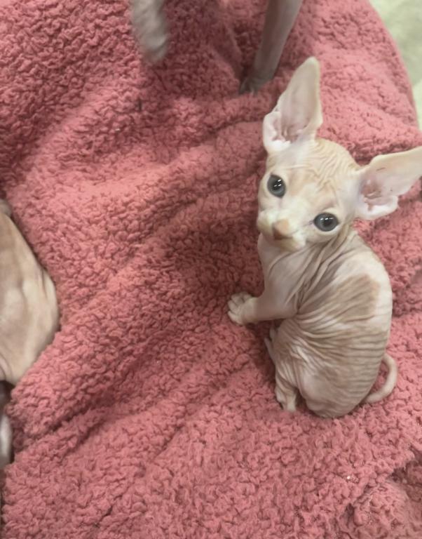 New Litter photo 1