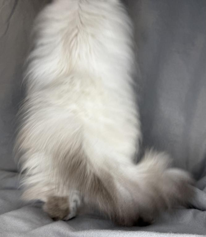 ROS 24 CFA LILAC TORTIE POINT photo 9
