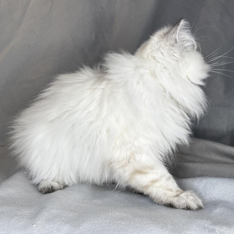 ROS 24 CFA LILAC TORTIE POINT photo 2