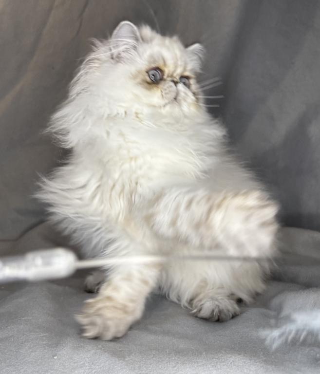 ROS 24 CFA LILAC TORTIE POINT photo 4
