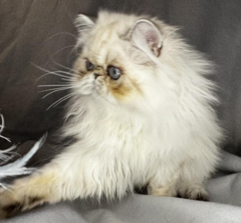 ROS 24 CFA LILAC TORTIE POINT photo 5