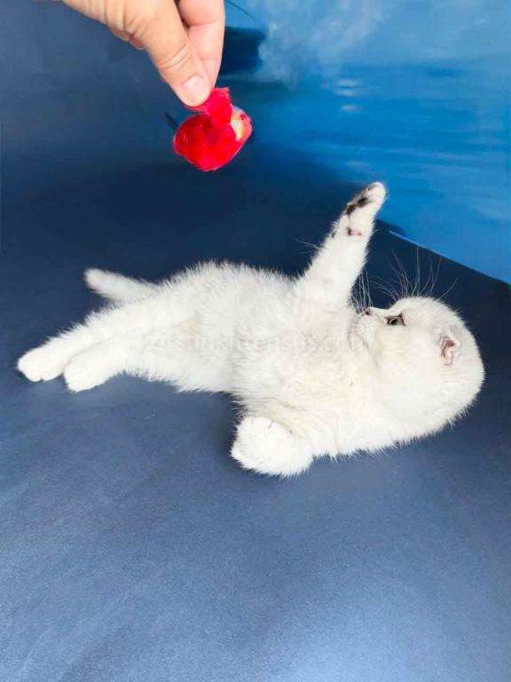 TikTok Star Eve Girl Scottish Fold Silver Shaded photo 18