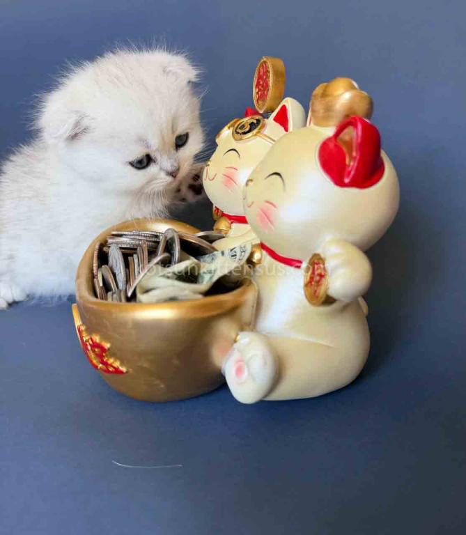 TikTok Star Eve Girl Scottish Fold Silver Shaded photo 22