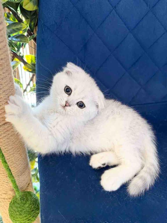 TikTok Star Eve Girl Scottish Fold Silver Shaded photo 4