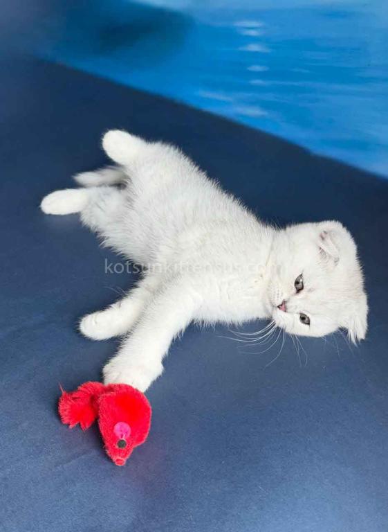 TikTok Star Eve Girl Scottish Fold Silver Shaded photo 15