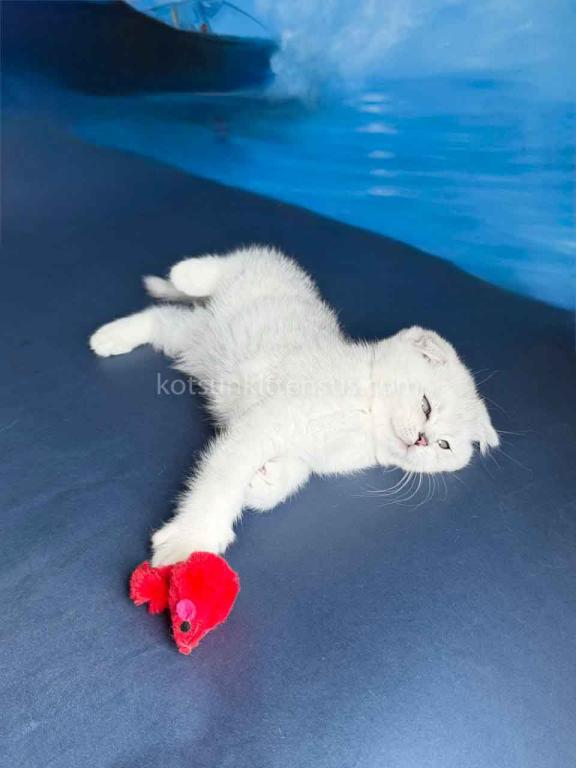TikTok Star Eve Girl Scottish Fold Silver Shaded photo 14