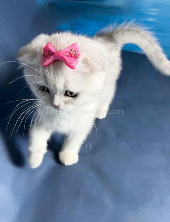 TikTok Star Eve Girl Scottish Fold Silver Shaded photo 9