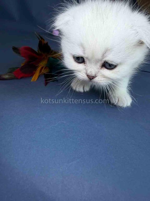 TikTok Star Eve Girl Scottish Fold Silver Shaded photo 26