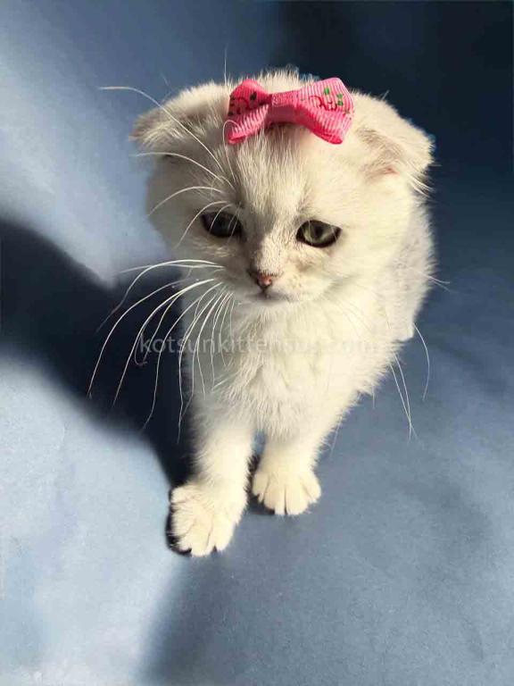 TikTok Star Eve Girl Scottish Fold Silver Shaded photo 2