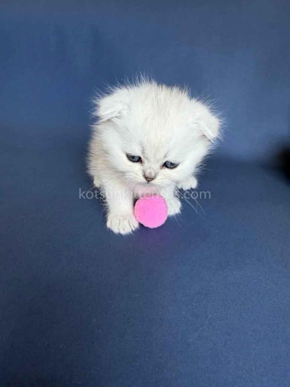 TikTok Star Eve Girl Scottish Fold Silver Shaded photo 31