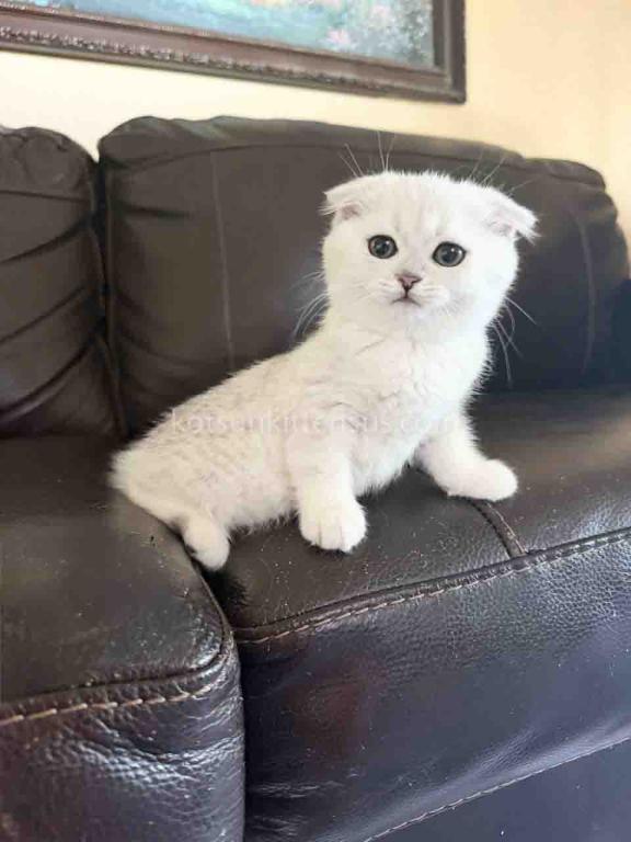 TikTok Star Eve Girl Scottish Fold Silver Shaded photo 10