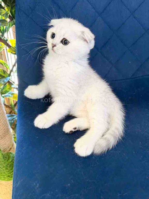 TikTok Star Eve Girl Scottish Fold Silver Shaded photo 5