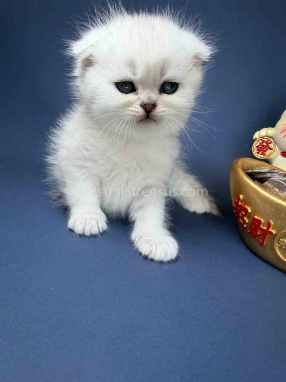 TikTok Star Eve Girl Scottish Fold Silver Shaded photo 37