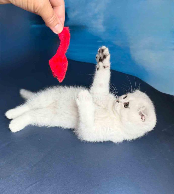 TikTok Star Eve Girl Scottish Fold Silver Shaded photo 16