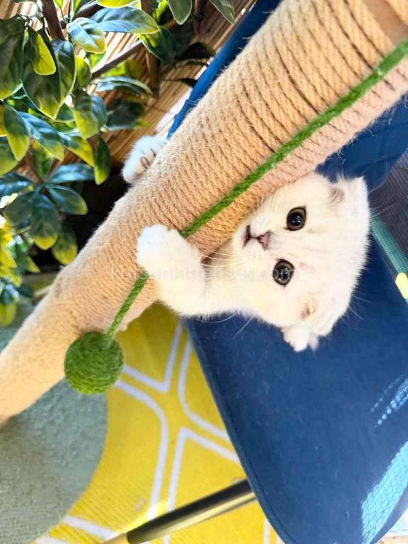 TikTok Star Eve Girl Scottish Fold Silver Shaded photo 8