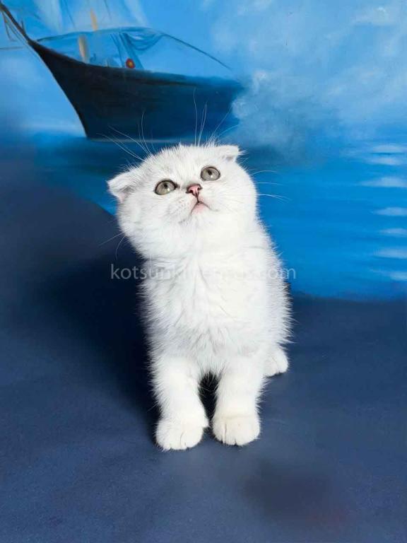 TikTok Star Eve Girl Scottish Fold Silver Shaded photo 11