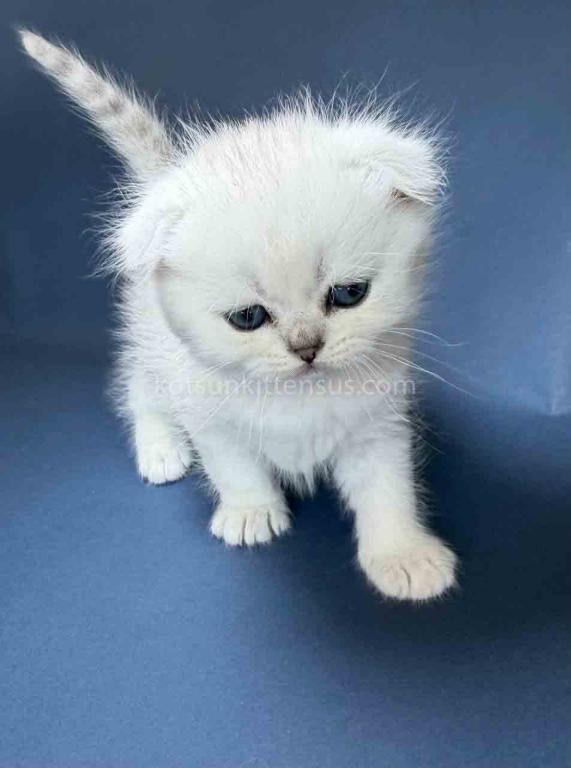 TikTok Star Eve Girl Scottish Fold Silver Shaded photo 30
