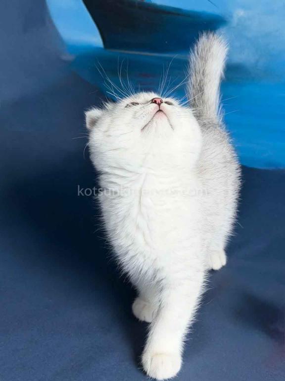 TikTok Star Eve Girl Scottish Fold Silver Shaded photo 12