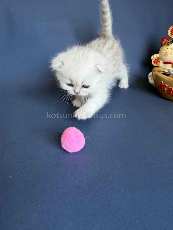 TikTok Star Eve Girl Scottish Fold Silver Shaded photo 33