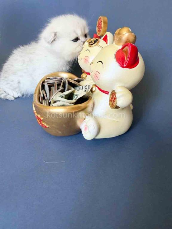 TikTok Star Eve Girl Scottish Fold Silver Shaded photo 21